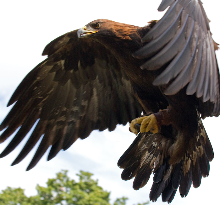 Golden eagle